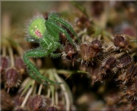 Petite araignée devant sa porte