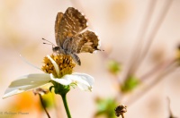 Papillon créme
