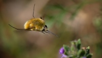 Bombyle en vol