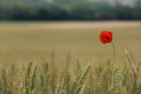 Coquelicot