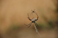 DSC 5200 copie 2