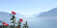 Les roses du Léman