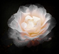 Dernière rose