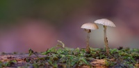 Champignon