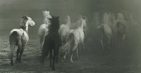 CHEVAUX DANS LA BRUME-2