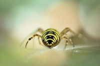Argiope