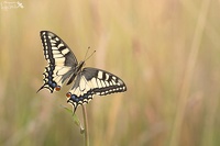 Machaon