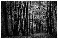 ARBRE-2