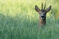 Petit curieux