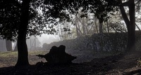 Brouillard (13/02/21 09:49)