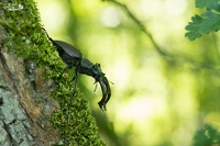 Lucane cerf volant