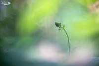 Listère à feuilles ovales