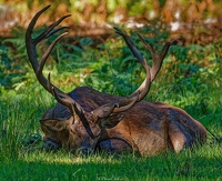 le roi ce repose Bis