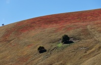 Terrestre