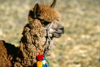 PL01 Le petit lama ( Pérou ) (3)