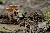 automne