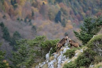 Isards dans les Pyrénées