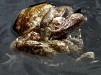 Bal de grenouilles2