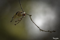 Chardonneret élégant Carduelis carduelis - European Goldfinch