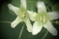 debut  été 