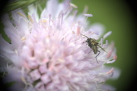debut  été 