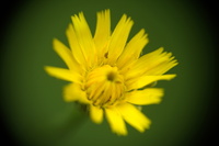debut  été 