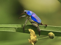 Coléo bleu métalique