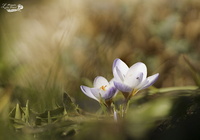 Début du printemps